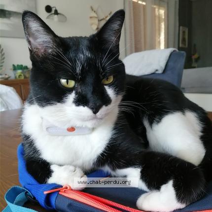 Photo 1/1 Pompon Chat lost in Digne les bains