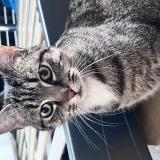 Picture of cat found at Nantes