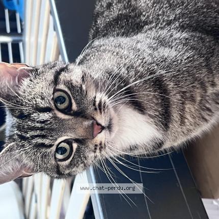 Photo 1/1 Cat reunited Found in Nantes