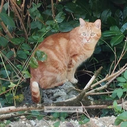 Photo 1/1 Sparrow Chat lost in Gradignan