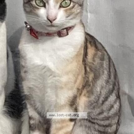 Photo 1/1 Reunited cat Lost in Kitakyushu
