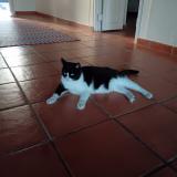Photo of a cat found in Les Anses D Arlet