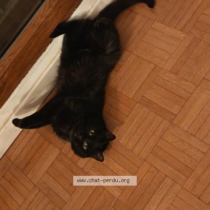 Photo 1/1 Mystic Chat lost in Villeurbanne