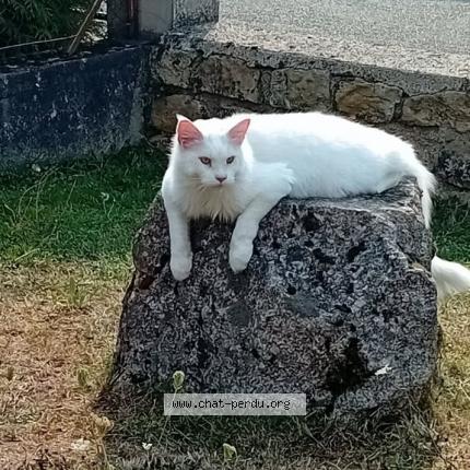 Photo 1/1 Widow Chat lost in Gueugnon