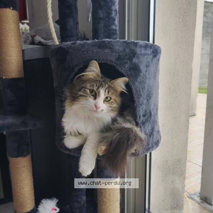 Photo 1/1 Sisi Chat lost in Andilly