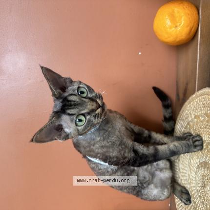 Photo 1/1 Truffle Chat lost in Marseille