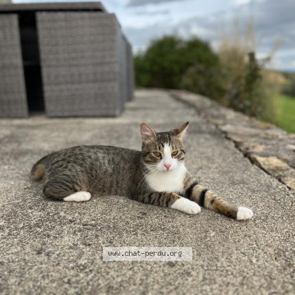 Photo 1/1 Mimou Chat lost in Montpellier