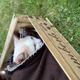 Picture of cat found at Bonsecours