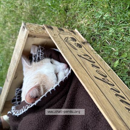 Photo 1/1 Found cat Found in Bonsecours