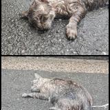 Picture of cat found at Bordeaux