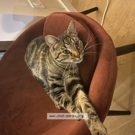 Photo 1/1 UGGY Chat lost in Le mans