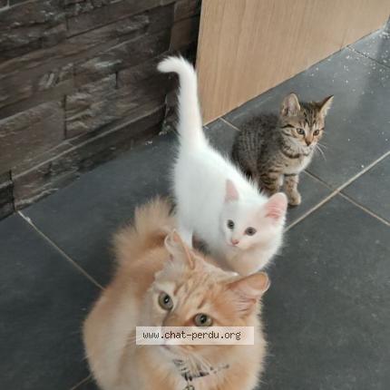 Photo 1/1 Rubis Chat lost in Baboeuf