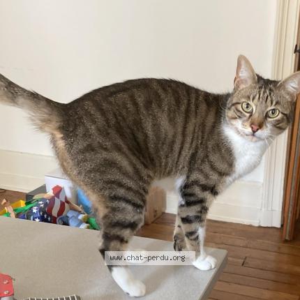 Photo 1/1 Shiva Chat lost in Ustaritz