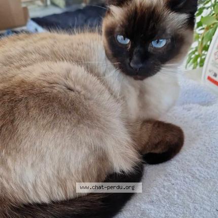 Photo 1/1 Nao Chat lost in Josselin