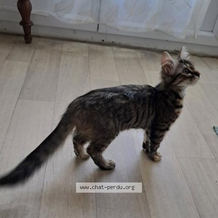 Photo 1/1 Abysse Chat lost in Saint germain de princay