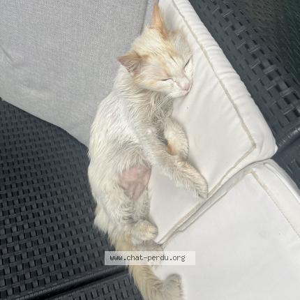 Foto einer gefundenen Katze in Monthey