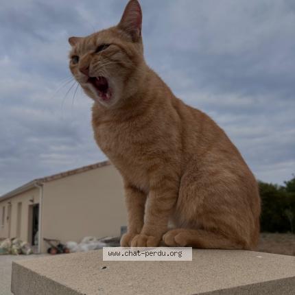 Photo 1/1 Paco Chat lost in St sulpice de cognac