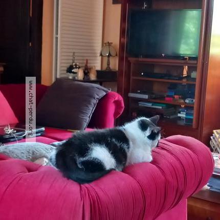 Photo 1/1 Daniel Colette Chat lost in Cerilly