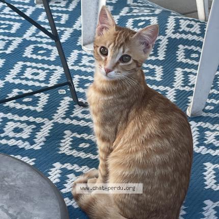 Photo 1/1 Ley Chat lost in Sedan