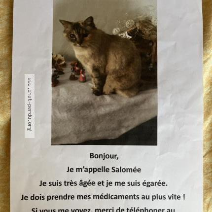 Photo 1/1 Salom&eacute;e Chat lost in St hilaire de riez