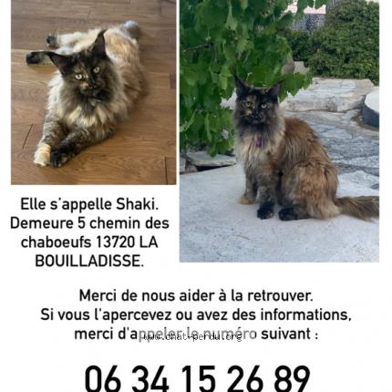 Photo 1/1 Shaki Chat lost in La bouilladisse