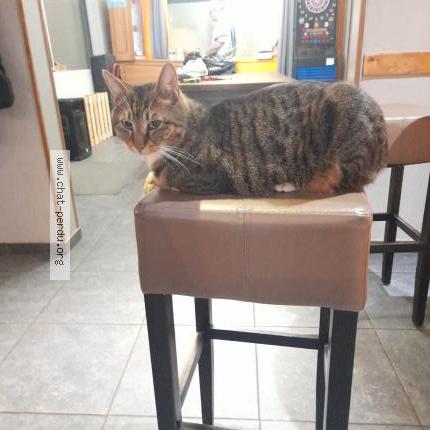 Photo 1/1 Gipsy Chat lost in Thalloire