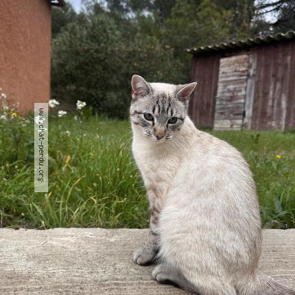 Photo 1/1 Neige Chat lost in Milhaud