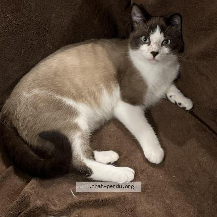 Photo 1/1 Beige Chat lost in Lieuron