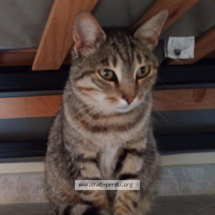 Photo 1/1 Zelda Chat lost in Sainte terre