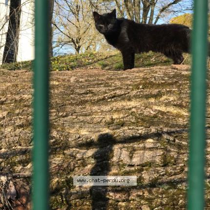 Photo 1/1 Blaki Chat lost in Saint fargeau ponthierry