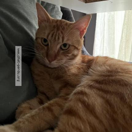 Photo 1/1 Caramel Chat lost in Tonnay charente