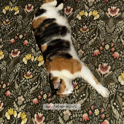 Photo 1/1 Séraphine Chat lost in Pont de veyle