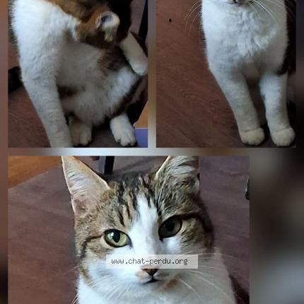 Photo 1/1 Jules Chat lost in Blennes