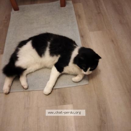 Photo 1/1 Sam Chat lost in Pluneret