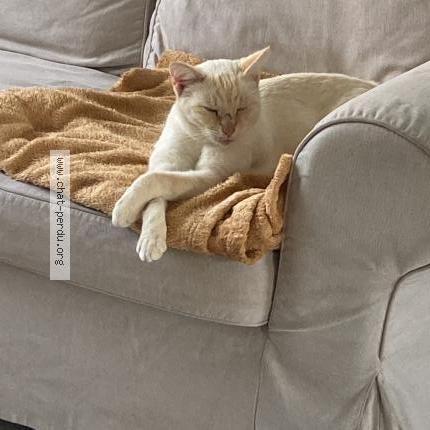 Photo 1/1 Doudou Chat lost in Cuon