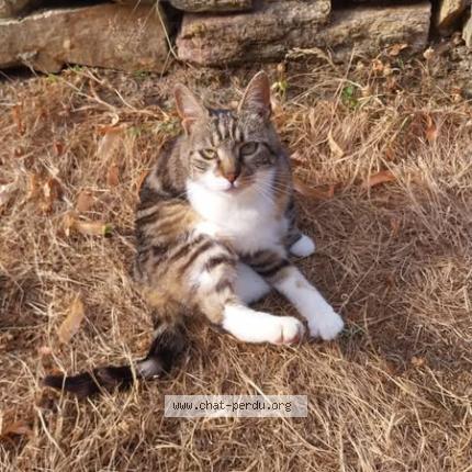 Photo 1/1 Bobette Chat lost in Nort sur erdre