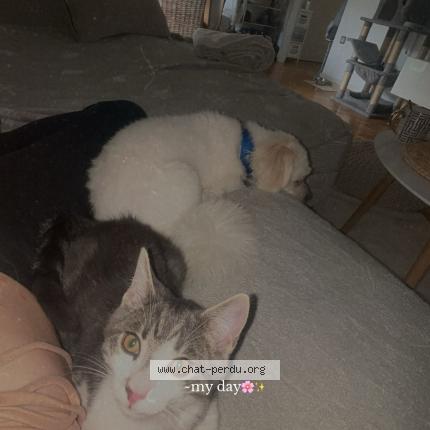 Photo 1/1 Noopy Chat lost in Moutier