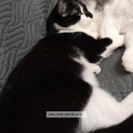 Photo 1/1 Walker Chat lost in Hery