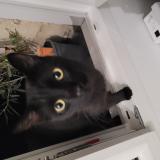 Picture of cat found at Bordeaux