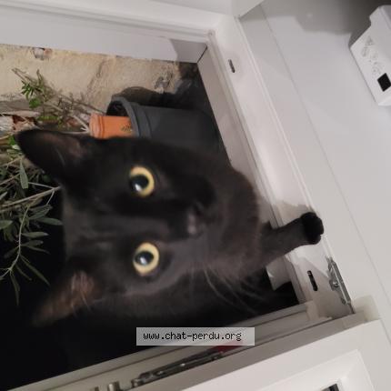 Photo 1/1 Found cat Found in Bordeaux