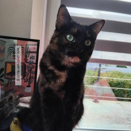 Photo 1/1 Milly Chat lost in Quimper