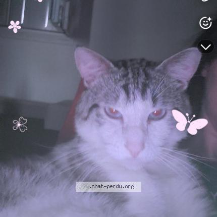 Photo 1/1 Cesard Chat lost in Beaucourt