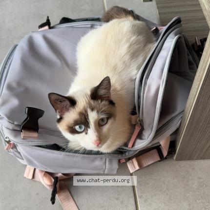 Photo 1/1 Snow Chat lost in Vulbens