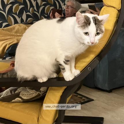 Photo 1/1 RITA Chat lost in Saint cyr sur morin