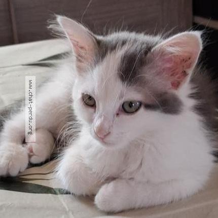 Photo 1/1 Minouchette Chat lost in Chevanceaux