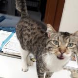 Picture of cat found at Morville Les Vic
