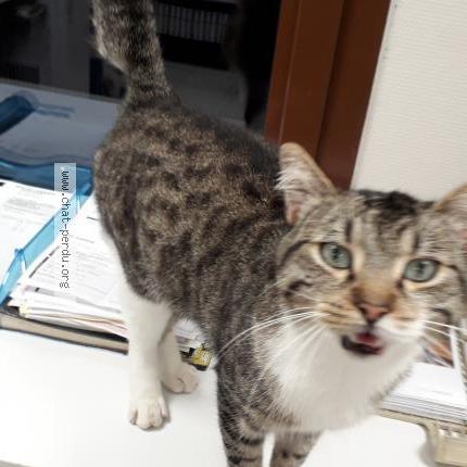 Photo 1/3 Found cat Found in Morville les vic