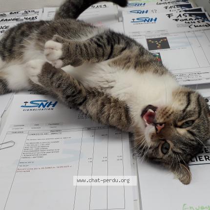 Photo 2/3 Found cat Found in Morville les vic