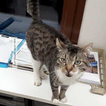 Photo 3/3 Found cat Found in Morville les vic