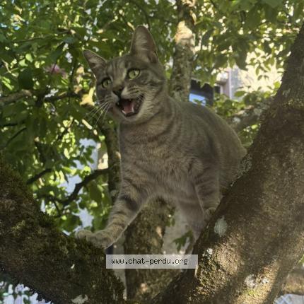 Photo 1/1 Uno Chat lost in Morvillars